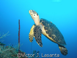 nice turtle at two for you dive site in parguera area....... by Victor J. Lasanta 